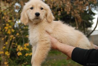 Golden Retriever - 16
