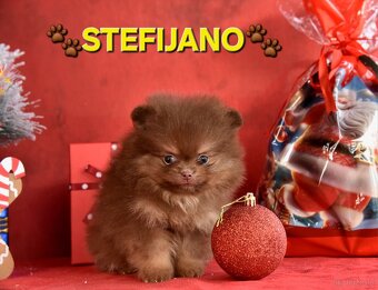 Pomeranian Boo – Szczenięta w kolorze CHOCOLATE & TAN | NOWO - 16