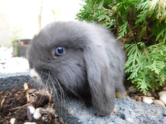 Niebieskie baranki mini lop - 16