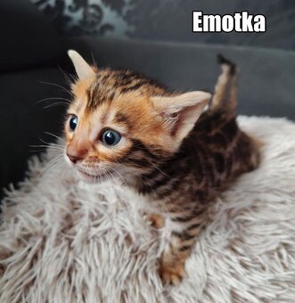 Kotka bengalskie z rodowodem - 16