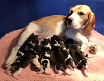 Beagle / Bigle - szczenięta rodowodowe ZKwP / FCI po Champio - 16