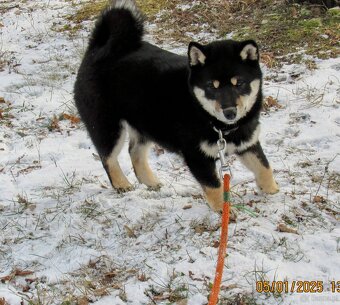 Shiba Inu, dziesięciomiesięczna suczka, czarna-podpalana - 16