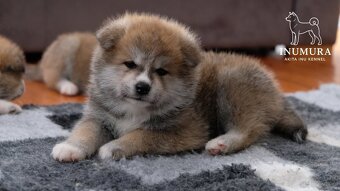 Akita Inu akita japońska szczenięta - 16