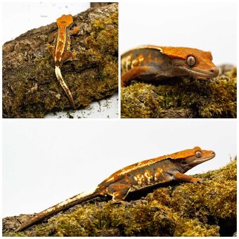 Gekony orzęsione (ciliatus) + akcesoria GeckoSVK - 16
