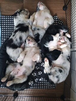 Border Collie czarno biała i Blue Merle - 16