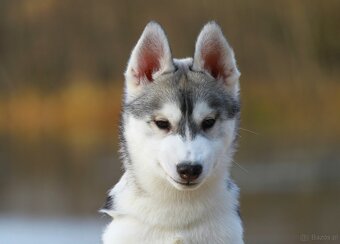 Siberian Husky ZKwP - 16