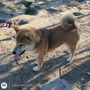 Shiba Inu - najstarszy w miocie czerwony piesek - 16