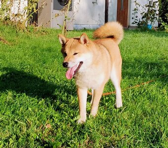 Shiba Inu, czerwony piesek mocno czernią przyprószony - 16