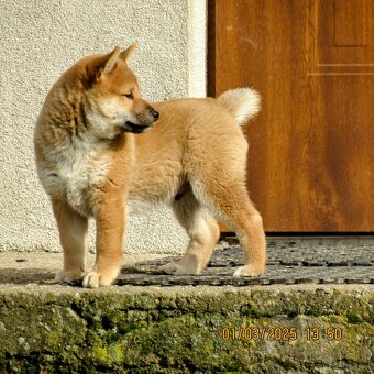 Shiba Inu czerwona, mała suczka o wielkim serduszku - 16