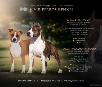 Szczenięta amstaff - 16