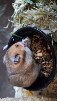 Chomiki Syryjskie 4 tygodniowe - 16