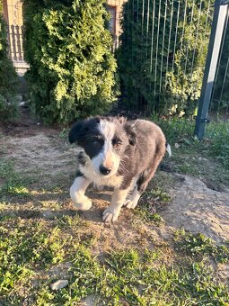 Piesek Border Collie - 16