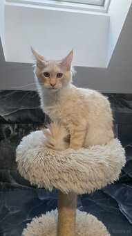 Maine coon - 16