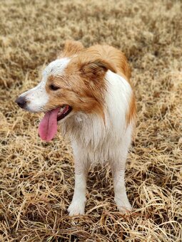 Border collie suczka czarno-biała ZKwP FCI z metryki szczeni - 16