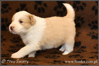 psy szczeniaki Border Collie ZKwP FCI - 16