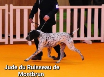 Wyżeł, Wyżeł Owernii, Braque d'Auvergne - 17