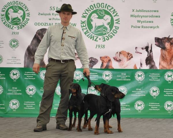 Reproduktory rasy GOŃCZY POLSKI użytkowe zapraszają suczki - 17