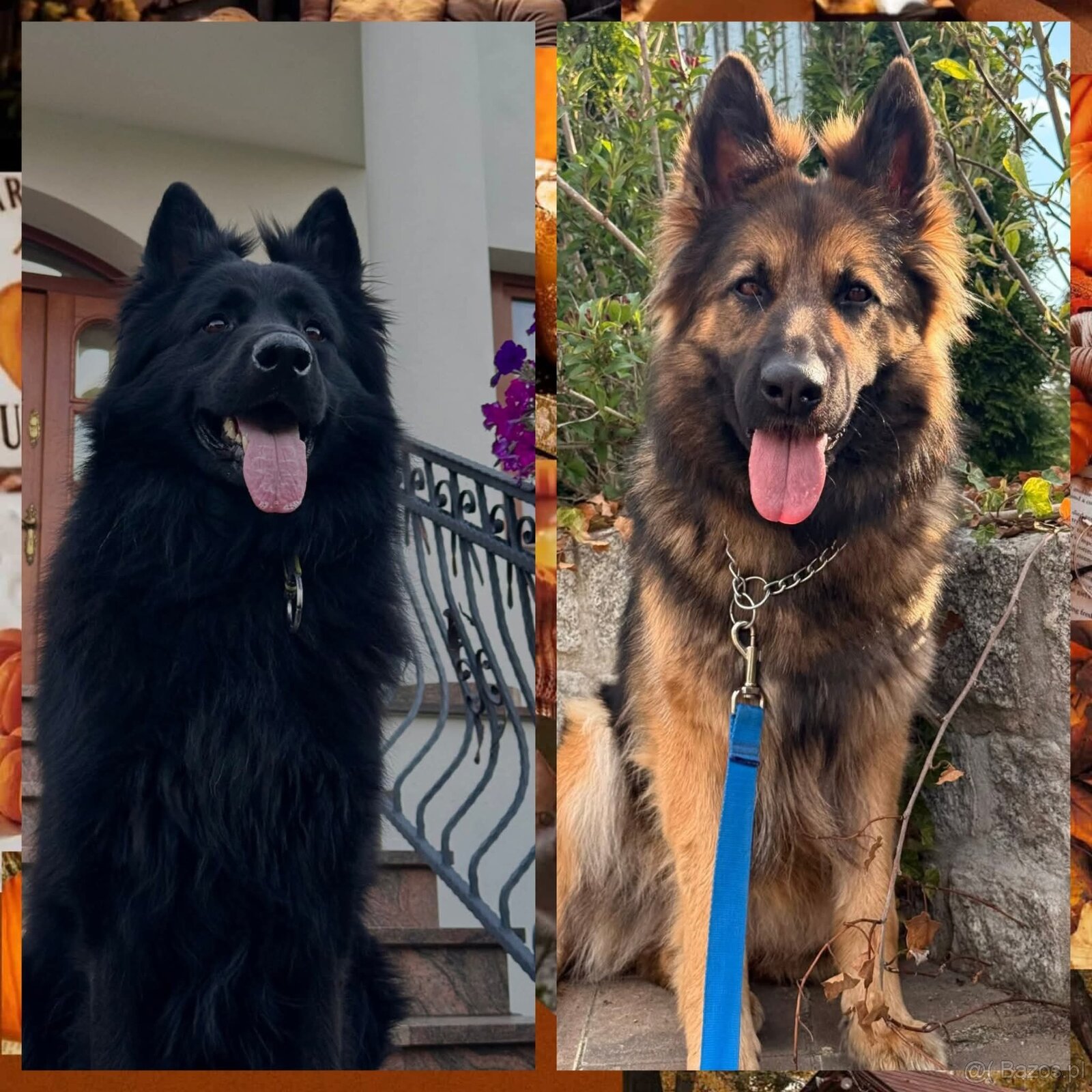 Suczka owczarek niemiecki długowłosy - 17