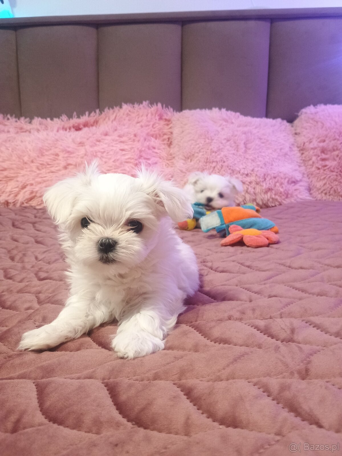 Maltańczyk Royal Maltese - 17