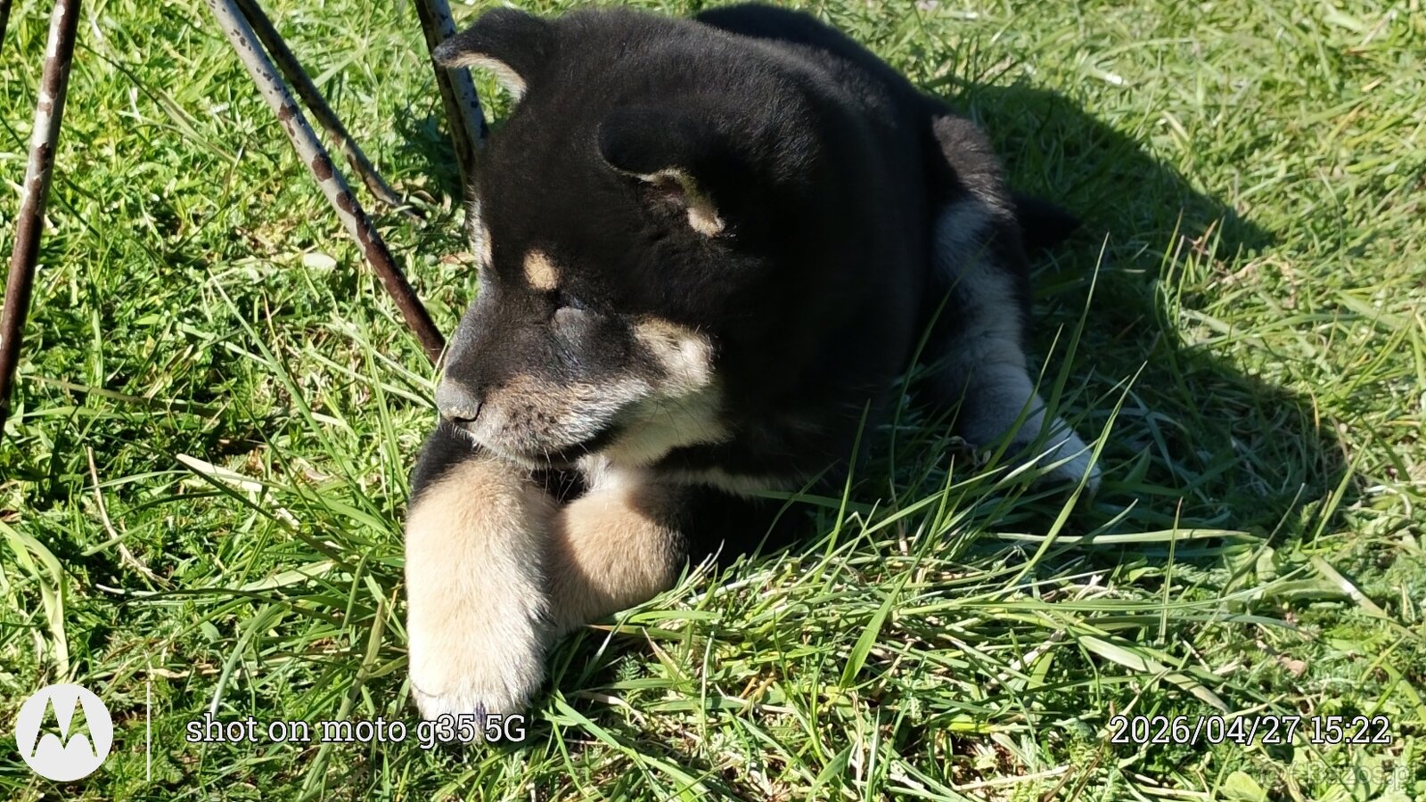 Shiba Inu + Nowy miot + Rezerwacja szczeniąt - 17