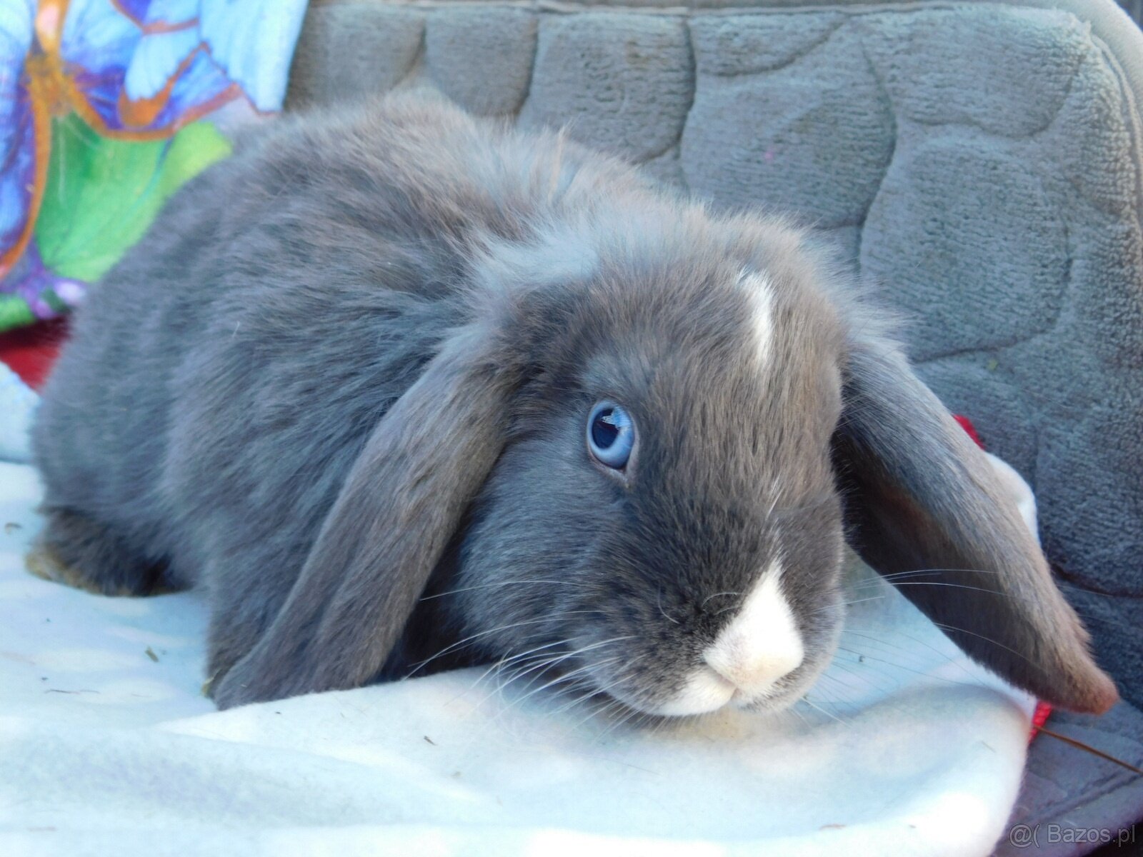 Piękne baranki mini lop niebieskie - 17