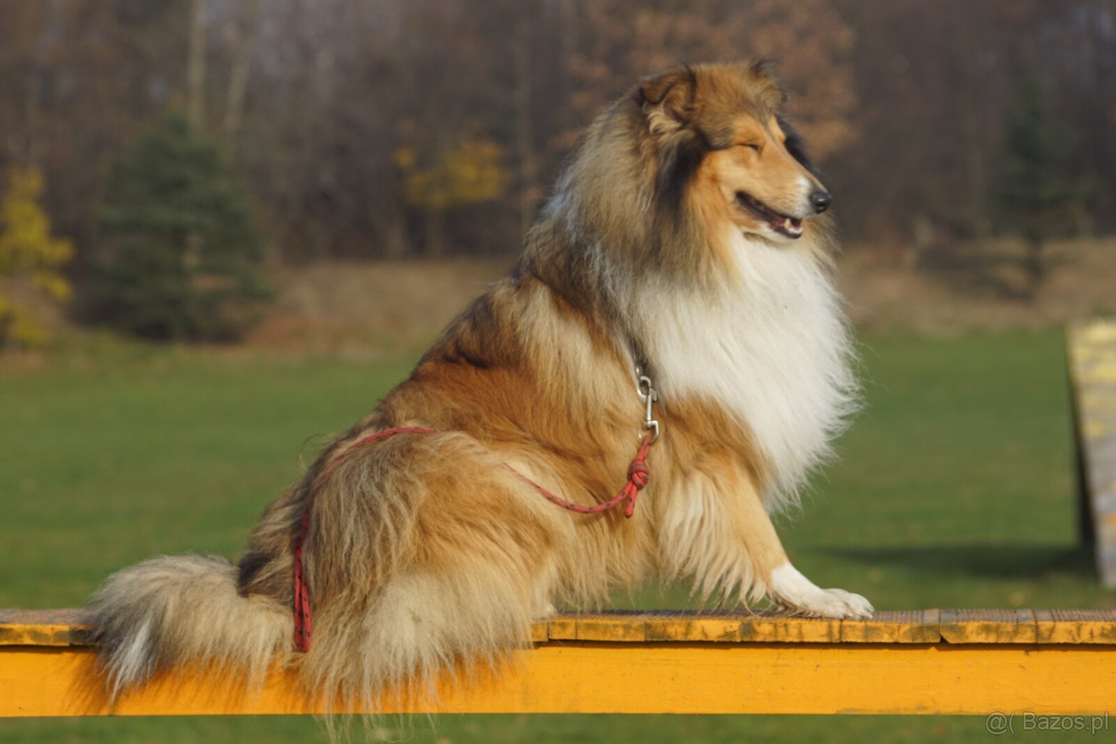 OWCZAREK SZKOCKI DŁUGOWŁOSY SUCZKA - 17