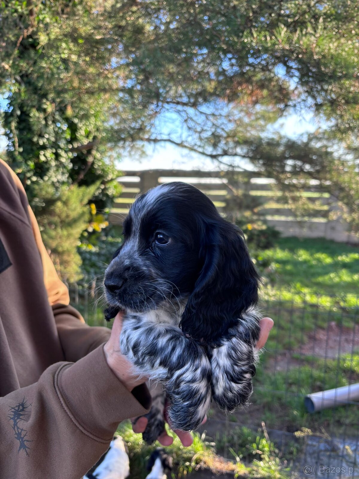 Cocker spaniel angielski - 17