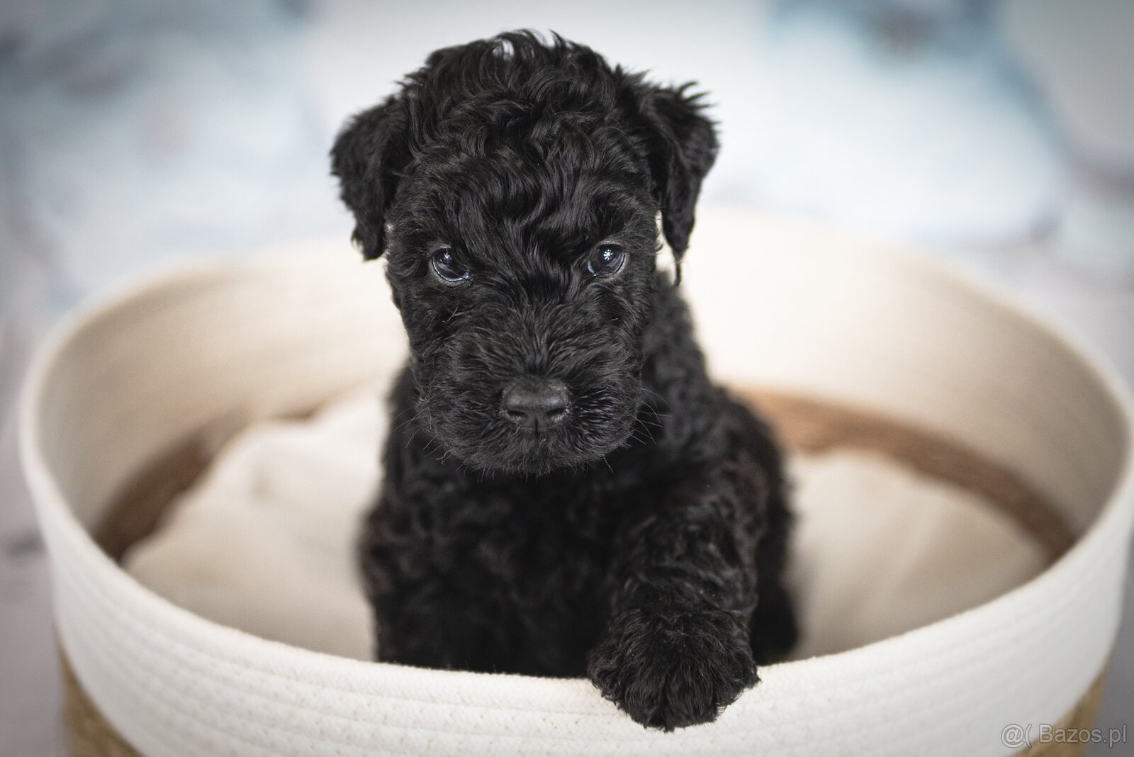 Szczeniak Kerry Blue Terrier - 17