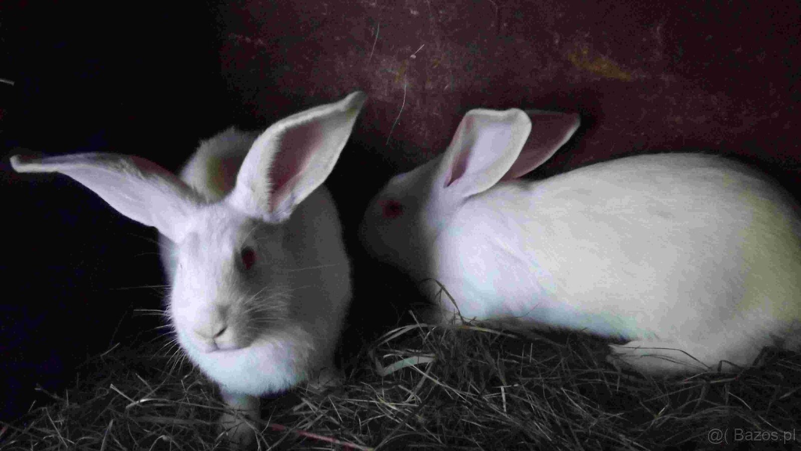 sprzedam króliki - 17