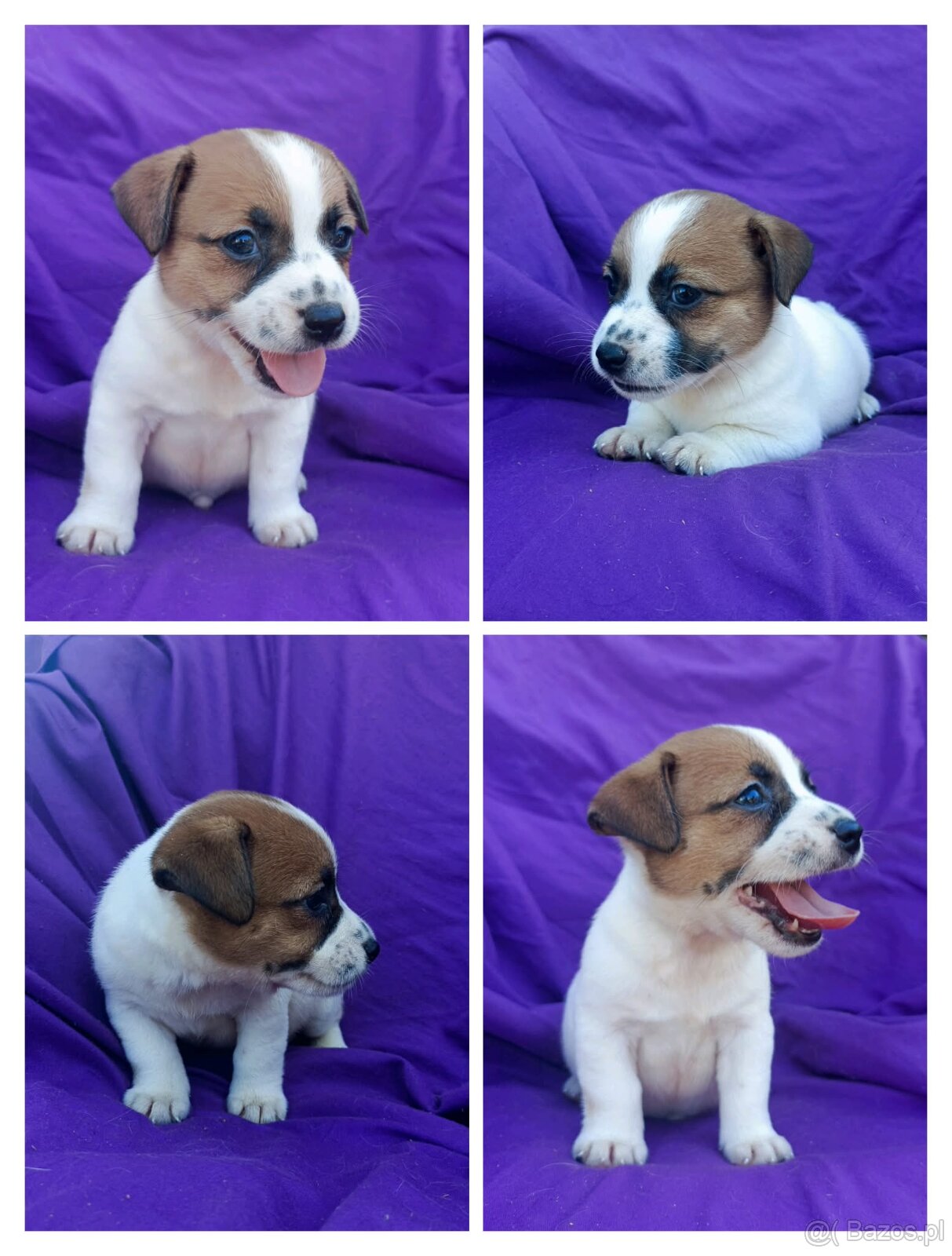 Jack Russell terrier JRT rodzice FCI - 17