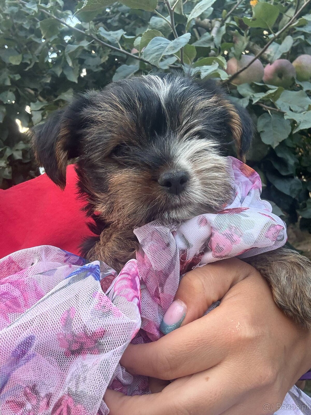 York terier średni - 17