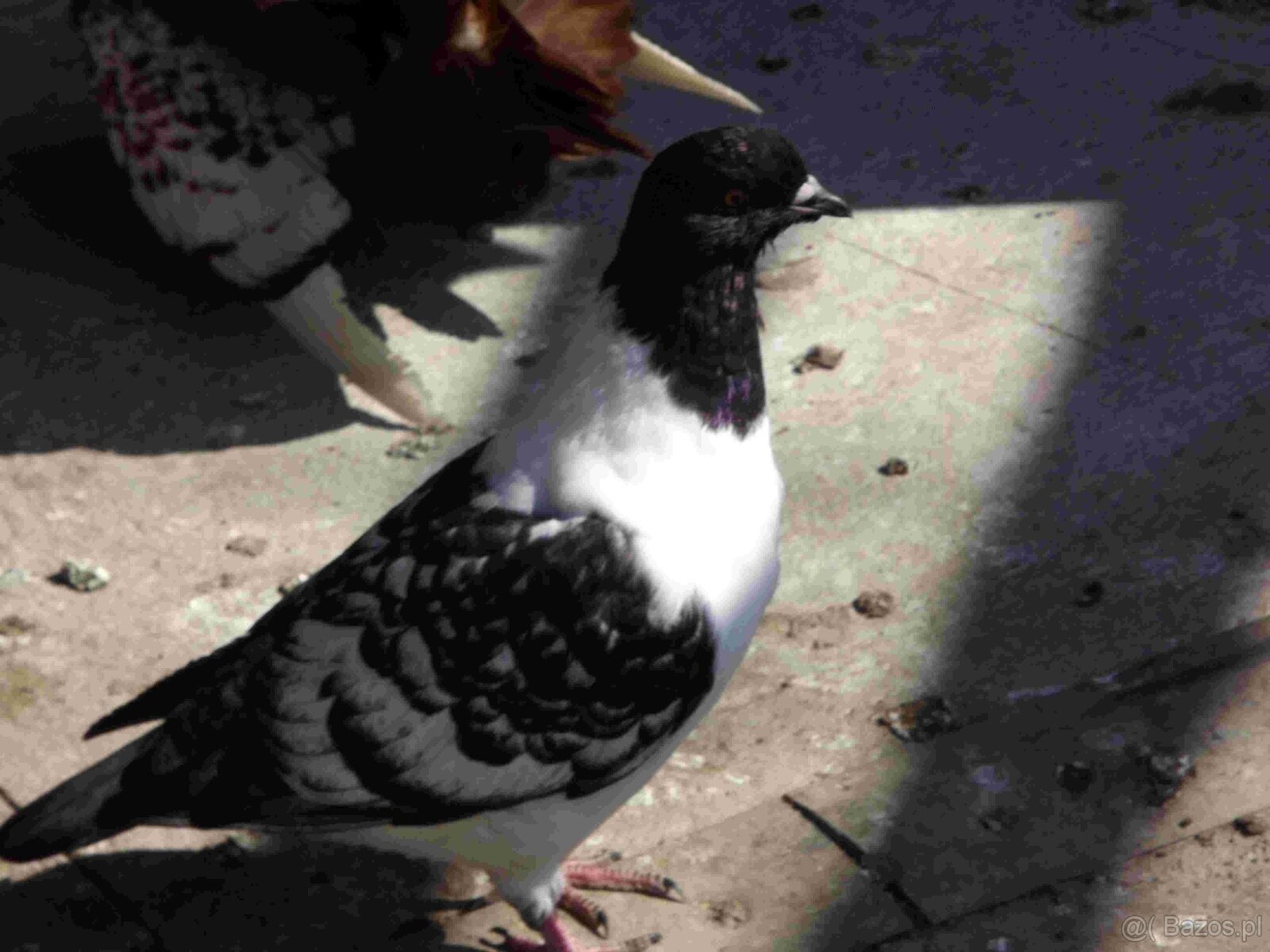 sprzedam gołębie - 17