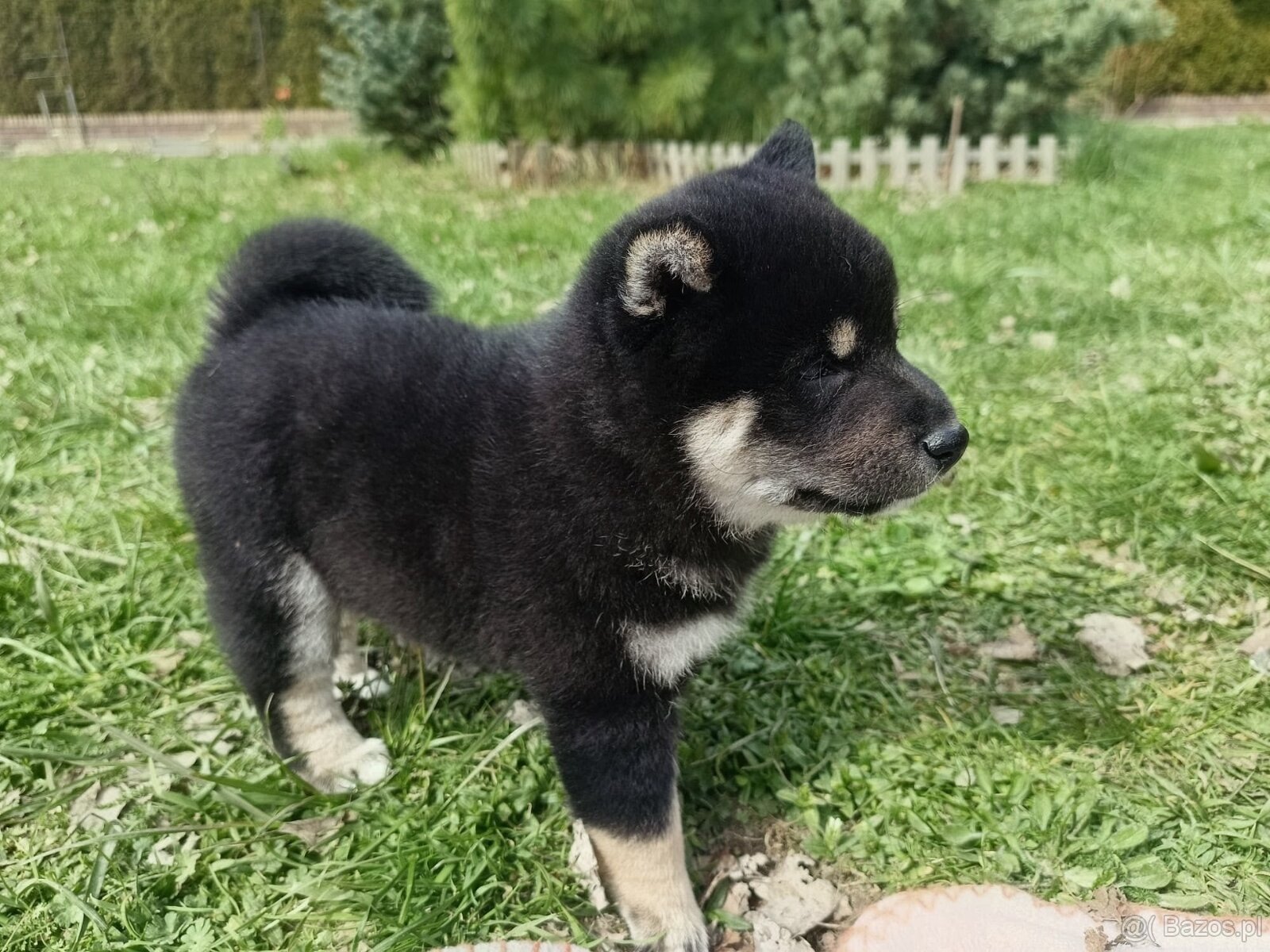 Shiba Inu + Nowy miot + Rezerwacja szczeniąt - 17