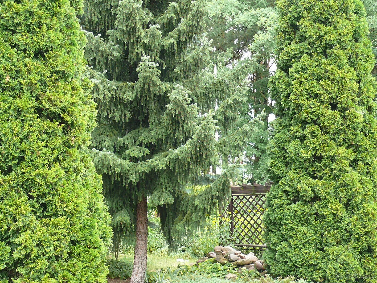 Dom wśród zieleni przy lesie - 17
