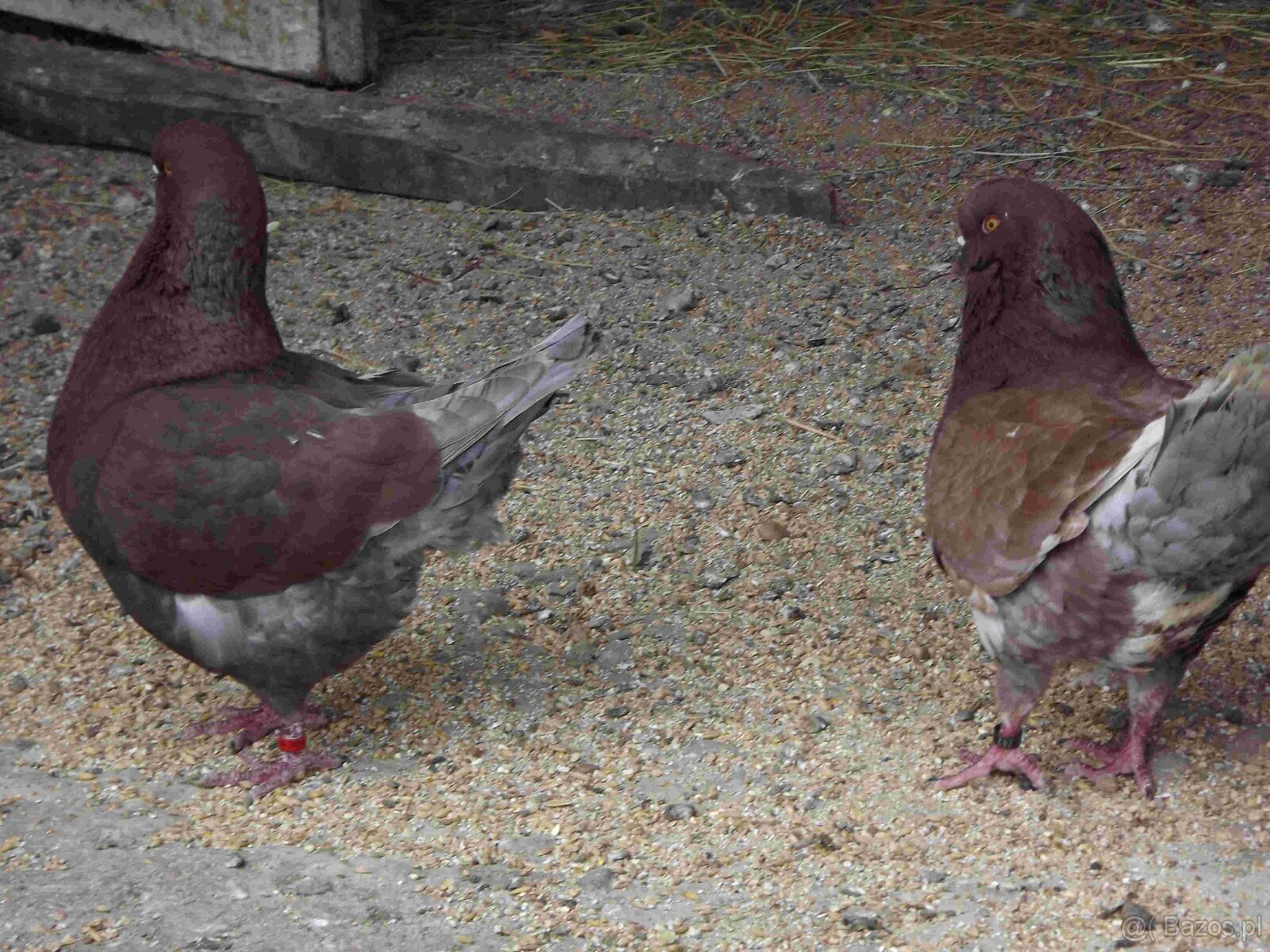 sprzedam gołębie - 17