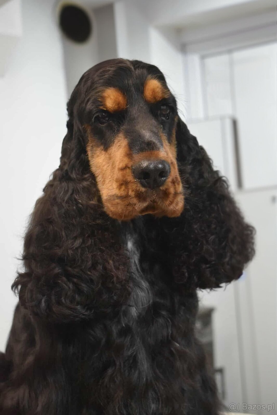 Cocker spaniel angielski - 17