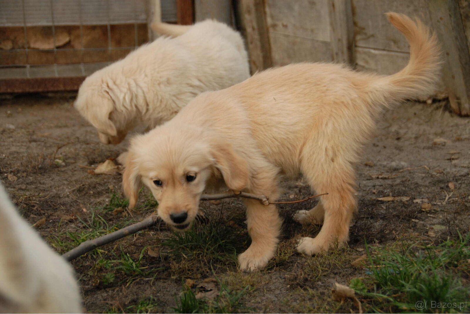 Golden Retriever - 17