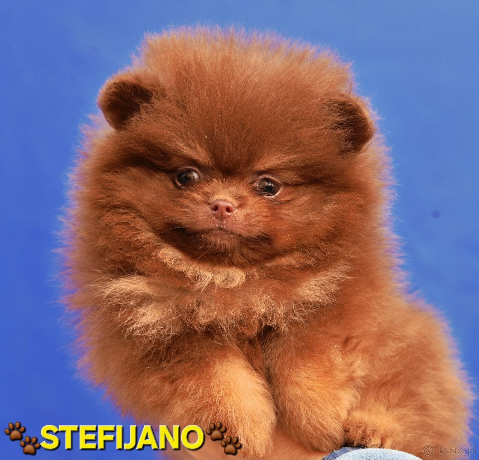 Pomeranian Boo – Szczenięta w kolorze CHOCOLATE & TAN | NOWO - 17