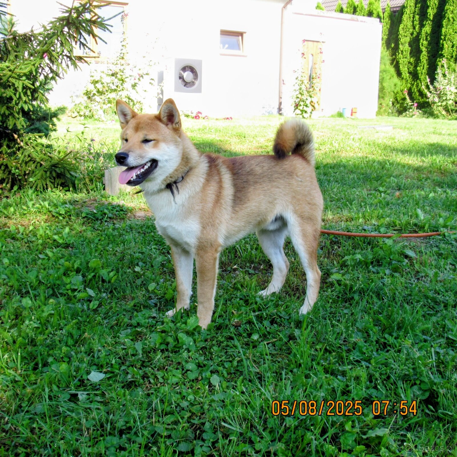 Shiba Inu, czerwony piesek mocno czernią przyprószony - 17