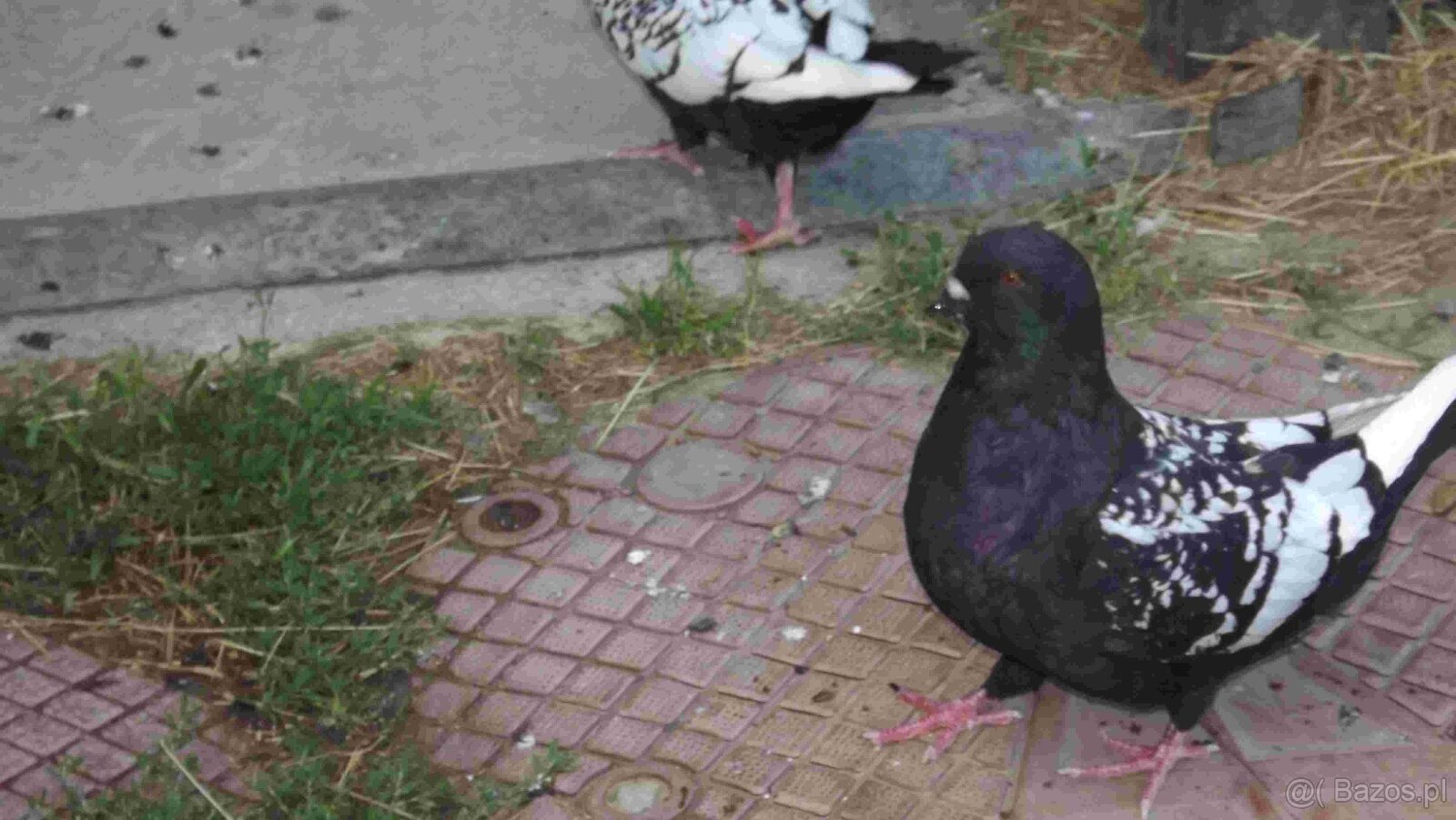 sprzedam gołębie - 17