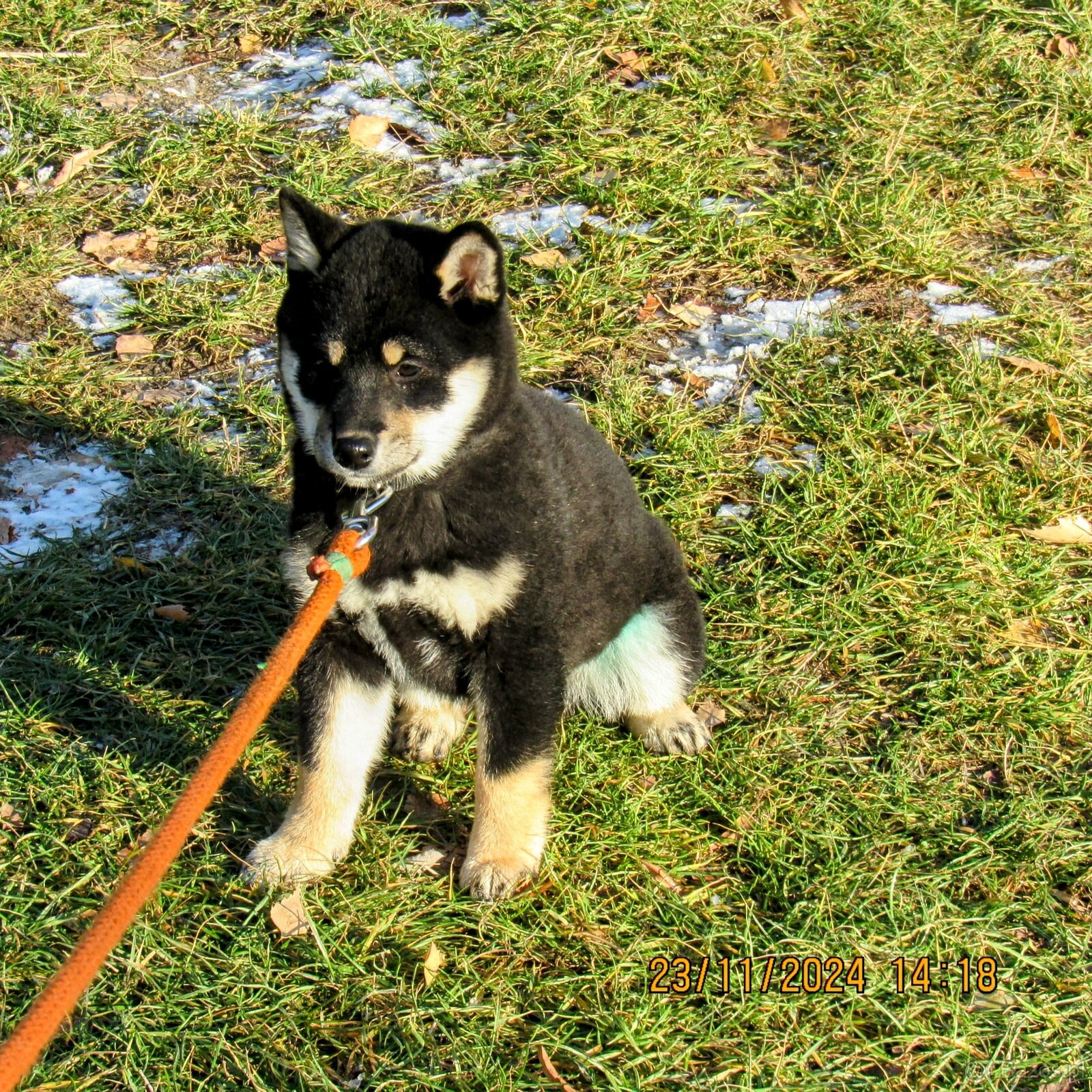 Shiba Inu, roczna suczka, czarna-podpalana - 17