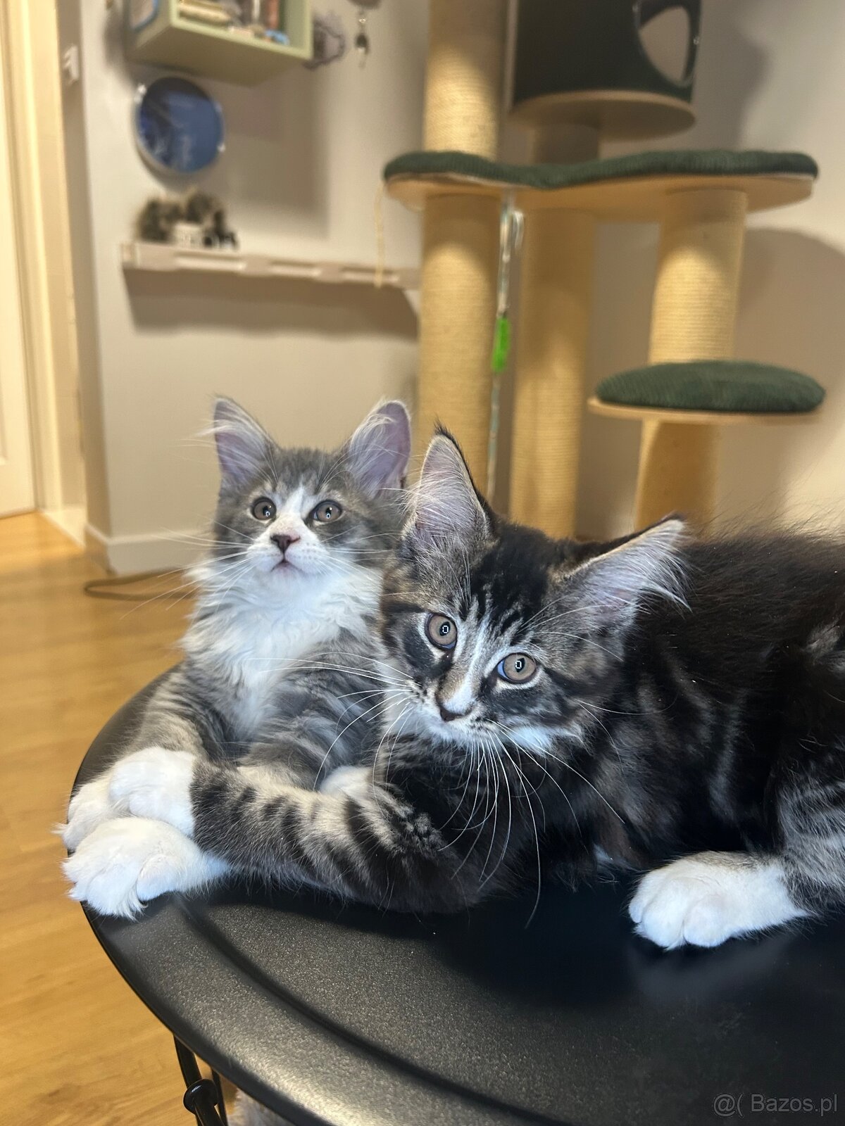 Maine Coon - 17