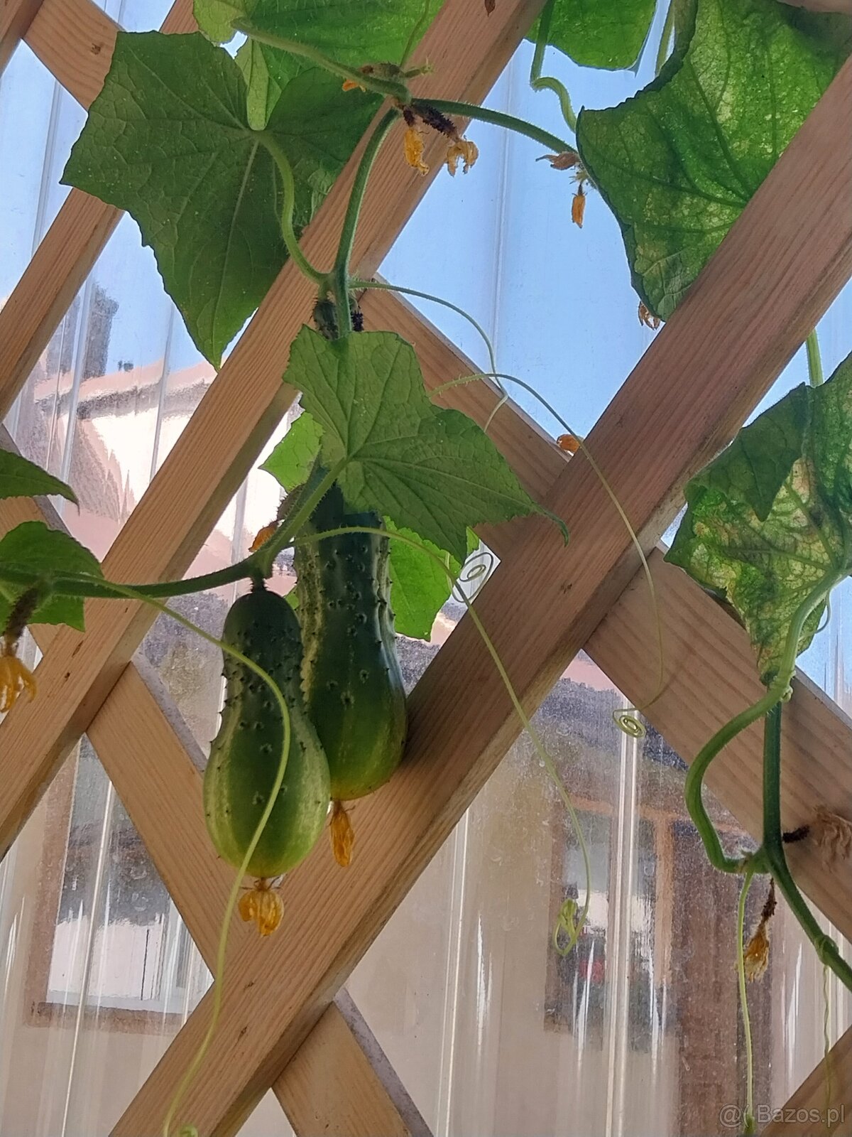 Dom murowany- dwuczęściowy - 17