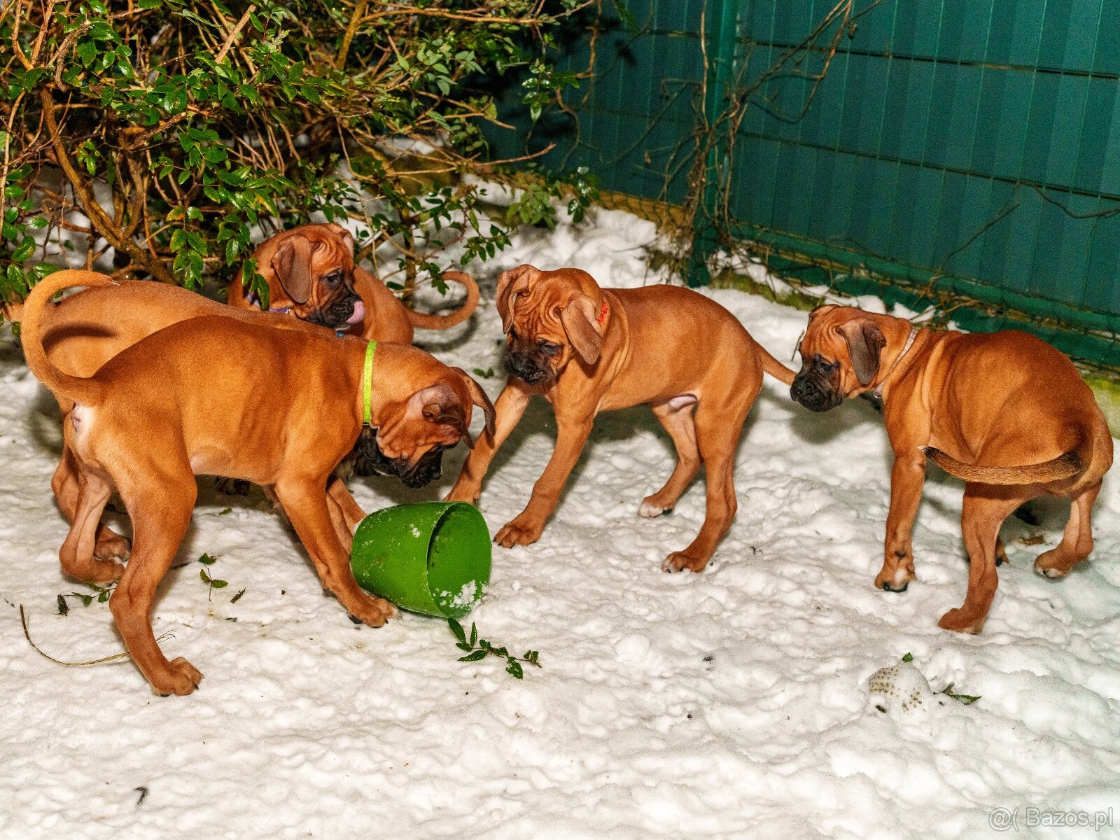 Bokser szczeniaki - 17