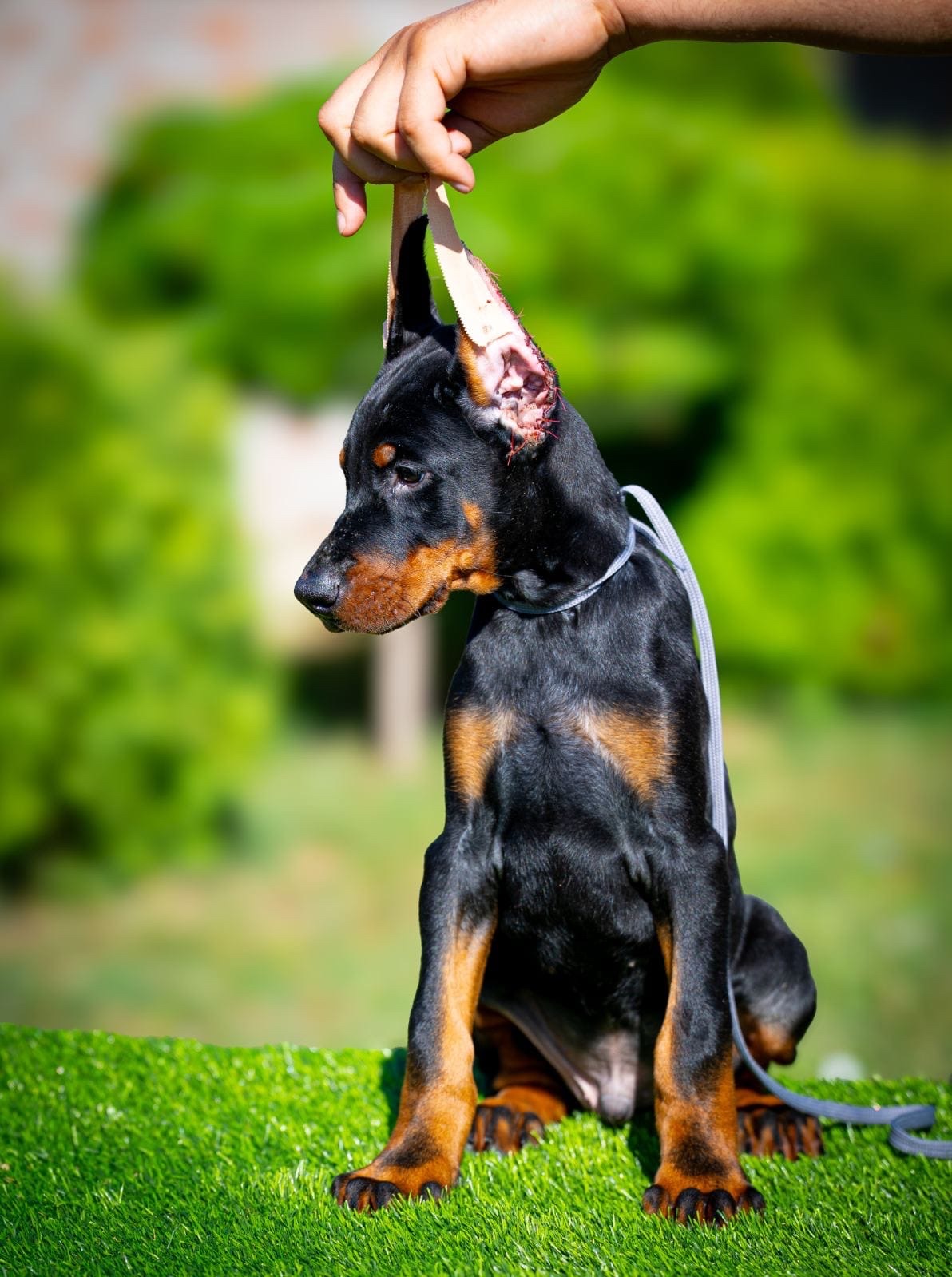 KUPIOWANE SZCZENIĘTA DOBERMANA Z RODOWODEM FCI - 17