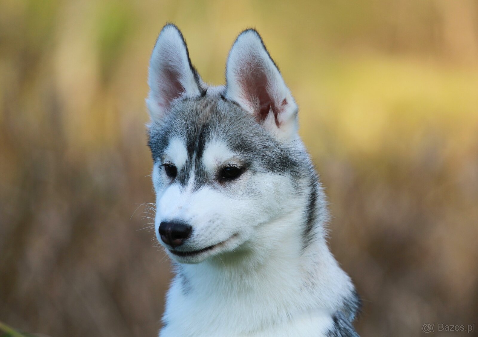 Siberian Husky ZKwP - 17