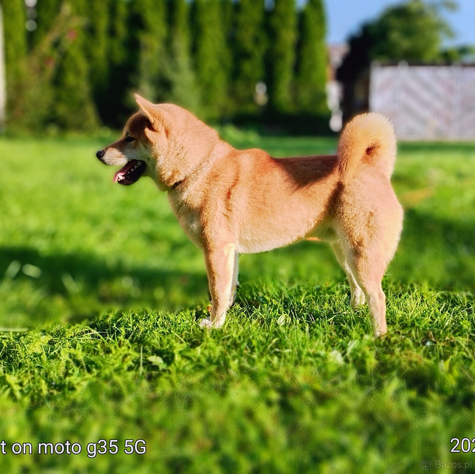 Shiba Inu, czerwony piesek - 17