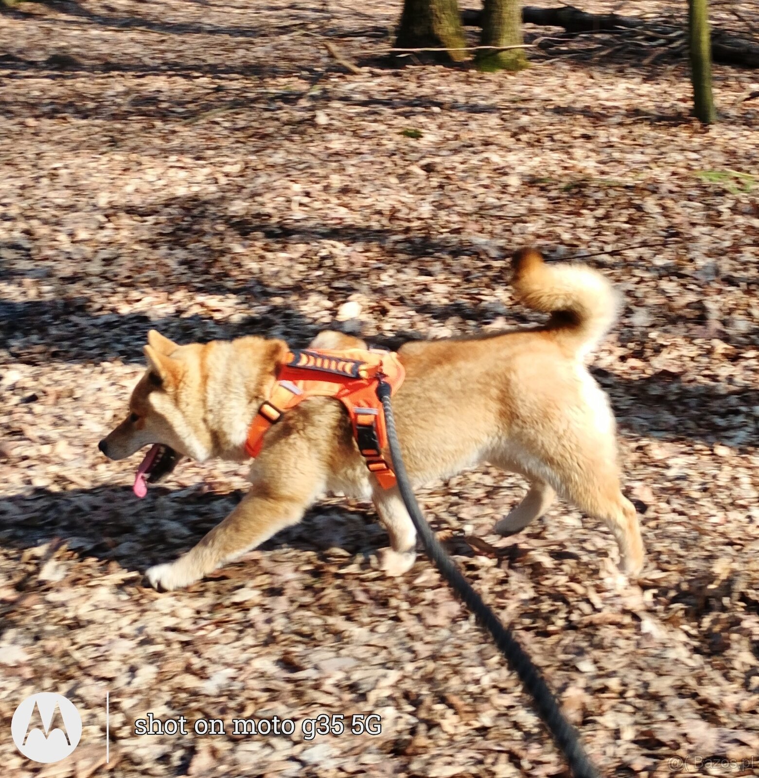 Shiba Inu, czerwony piesek mocno czernią przyprószony - 17