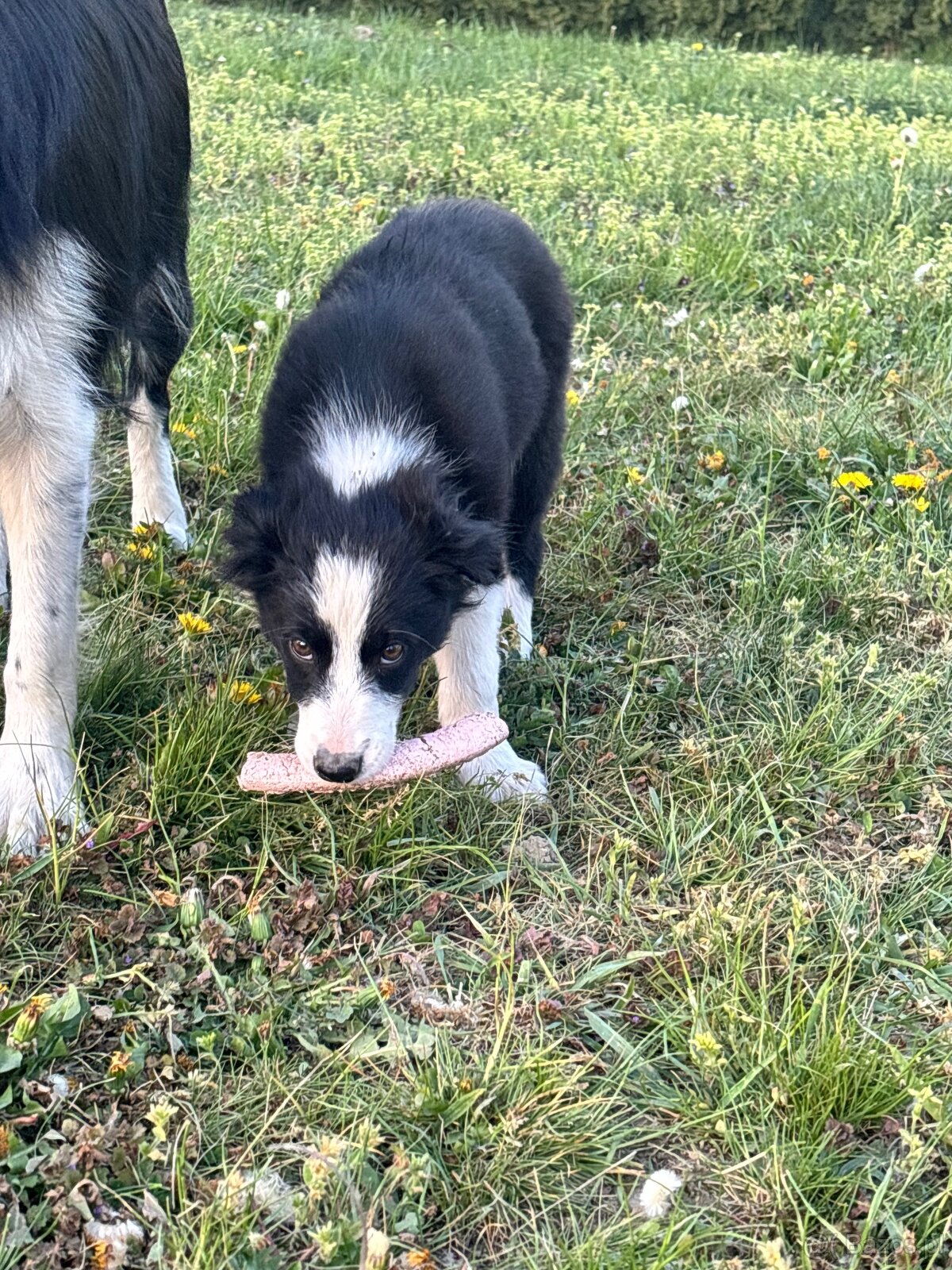 Piesek Border Collie - 17