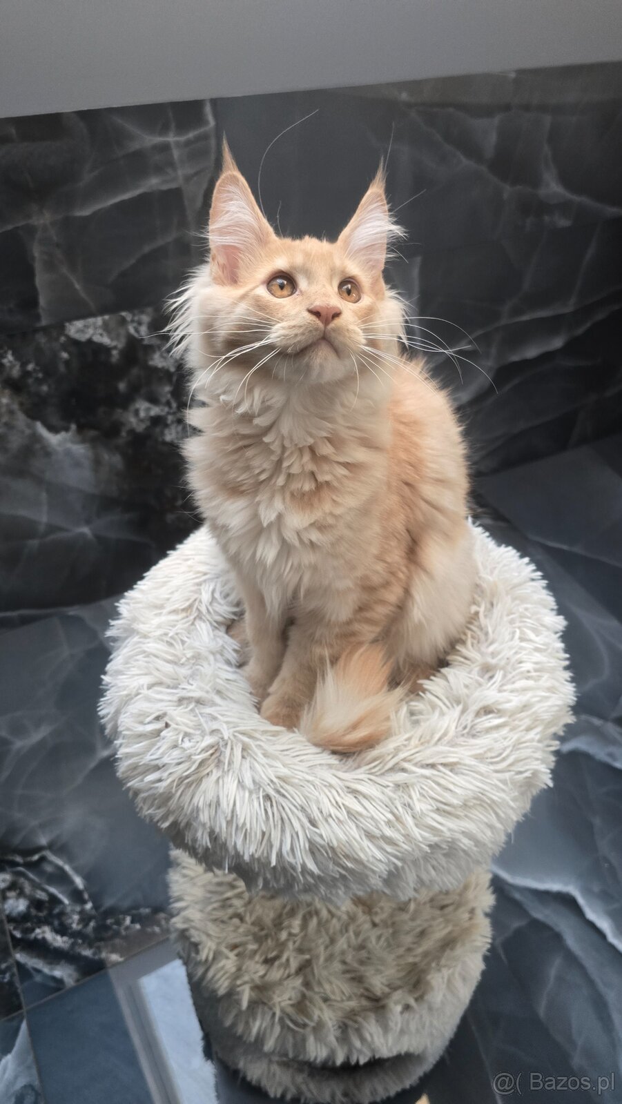 Maine coon - 17